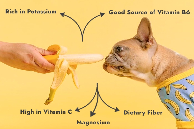 can dogs eat bananas