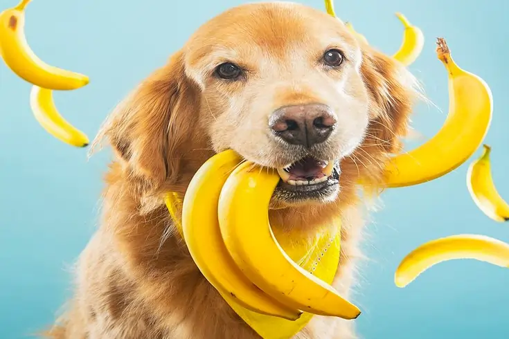can my dog eat bananas