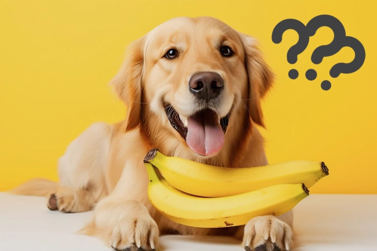how much banana can a dog eat