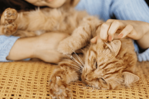 How To Tame A Cat? | 5 Quick & Easy Steps