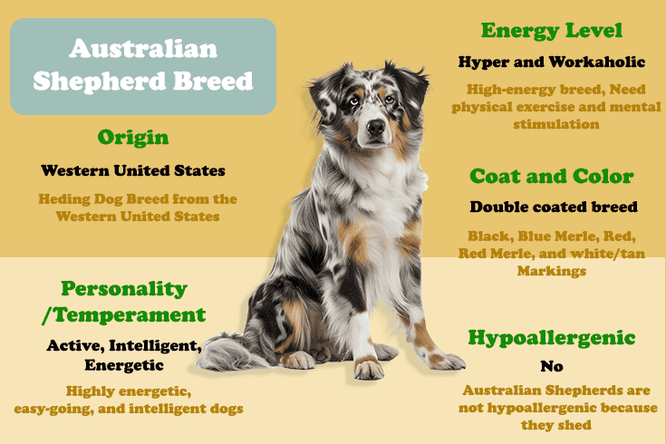 Australian Shepherd Dog health