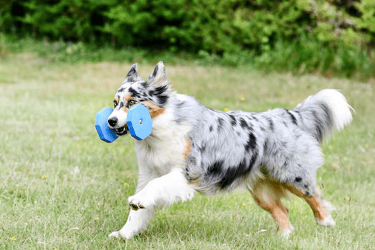Australian Shepherd training tips