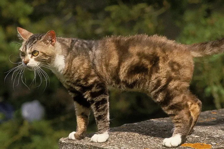 American Wirehair cat