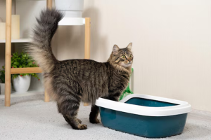 Why is My Cat Pooping Outside Litter Box? | Reasons Identified by Vets