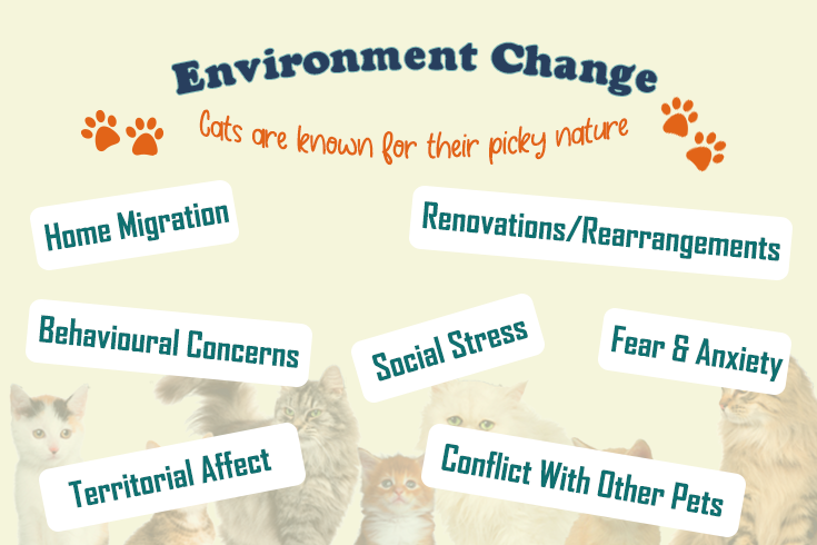 cat pooped outside litter box​