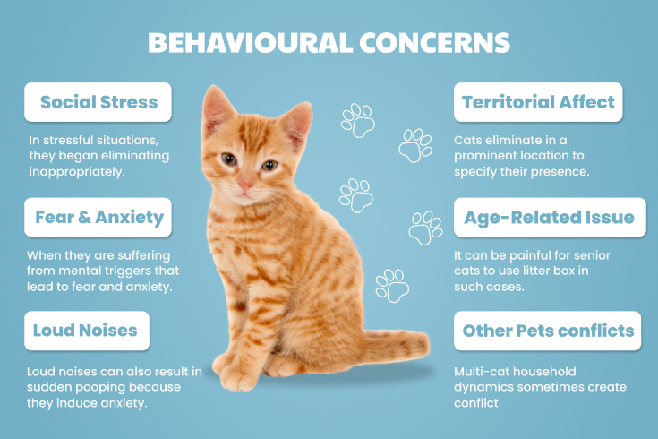 cat poops outside litter box​

