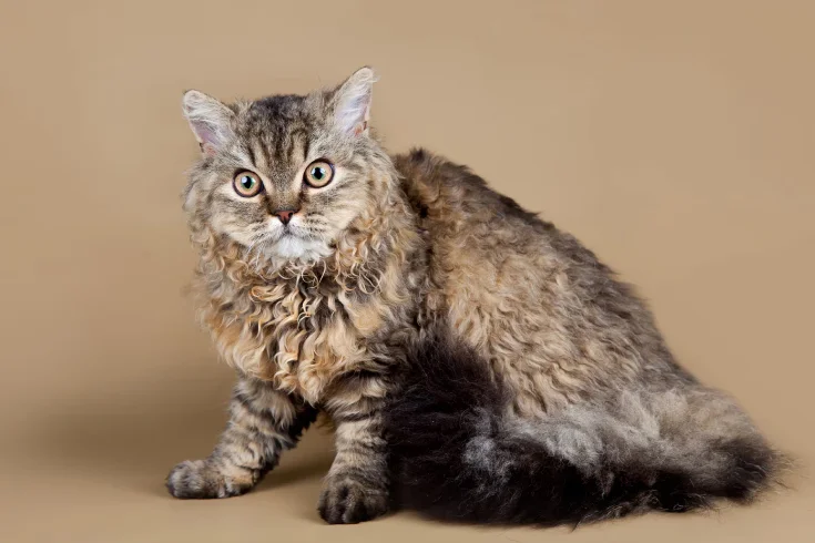 Selkirk Rex cat