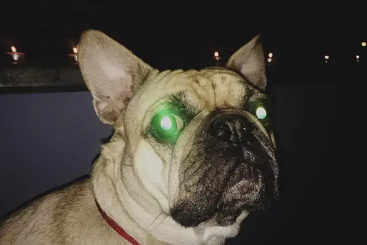 what colors can dogs see in the dark