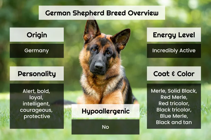 german shepherd breed facts