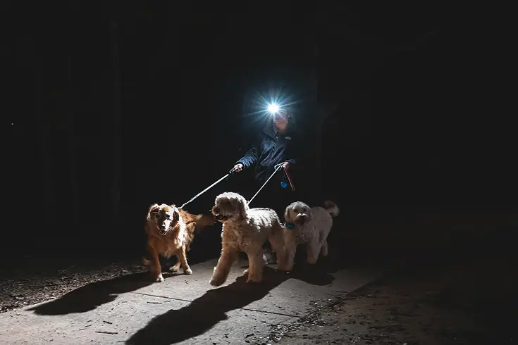 Dog night vision