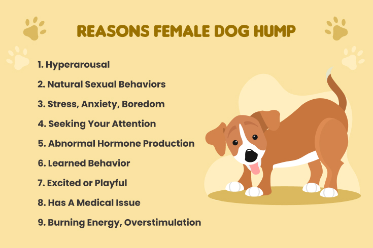 Reasons why female dogs hump