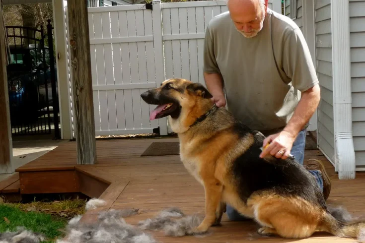 german shepherd dog grooming