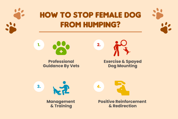 How to stop female dog from humping