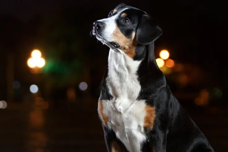 Can Dogs See in the Dark?