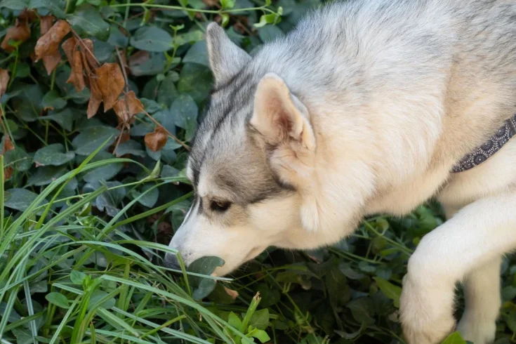 Can Dogs Get Poison Ivy? Symptoms & Solutions