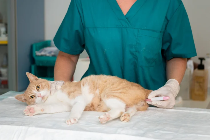 why do cats drool​