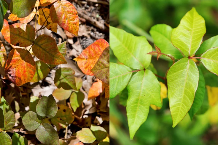 can a dog get poison ivy