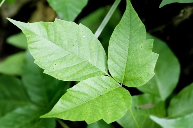 What Makes Poison Ivy Toxic?