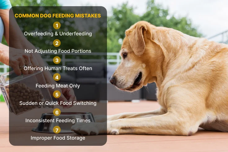 Common Dog Feeding Mistakes