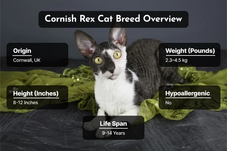 curly haired cat breed overview