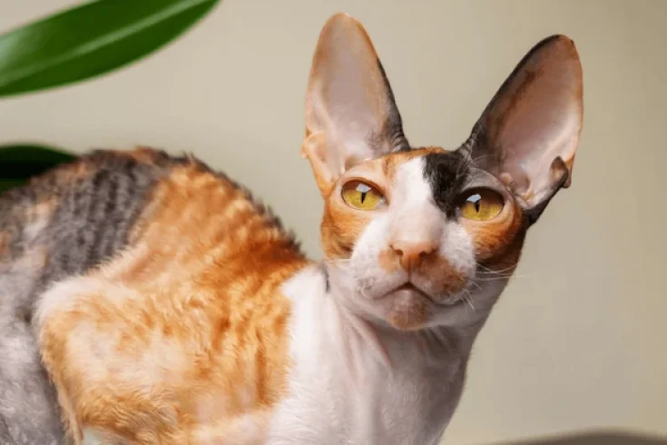 curly haired cat breed