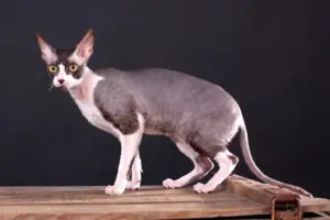 Cornish Rex Cat Breed Guide