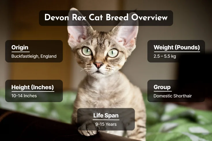 devon rex characteristics