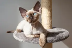 Devon Rex Cat: Complete Breed Guide to Personality, Care & Health