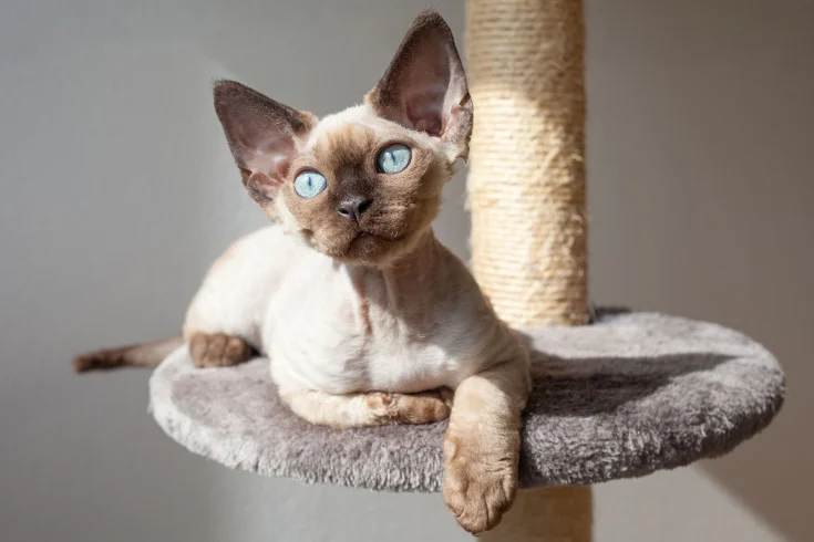 Devon Rex Cat: Complete Breed Guide to Personality, Care & Health