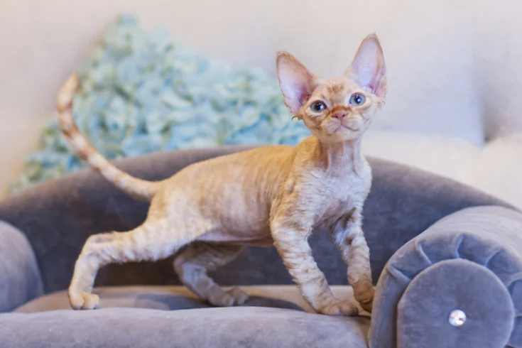 devon rex personality