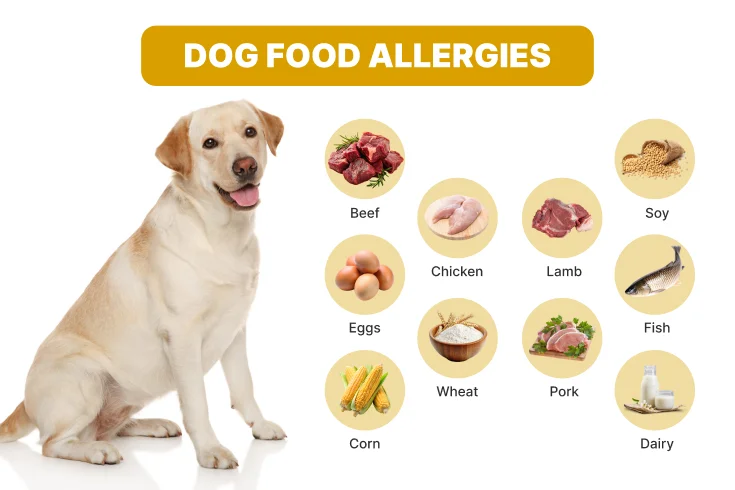 Allergies in dog food