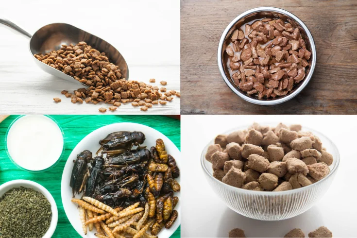 dog food​ types