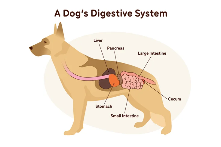 Dog Digestive System