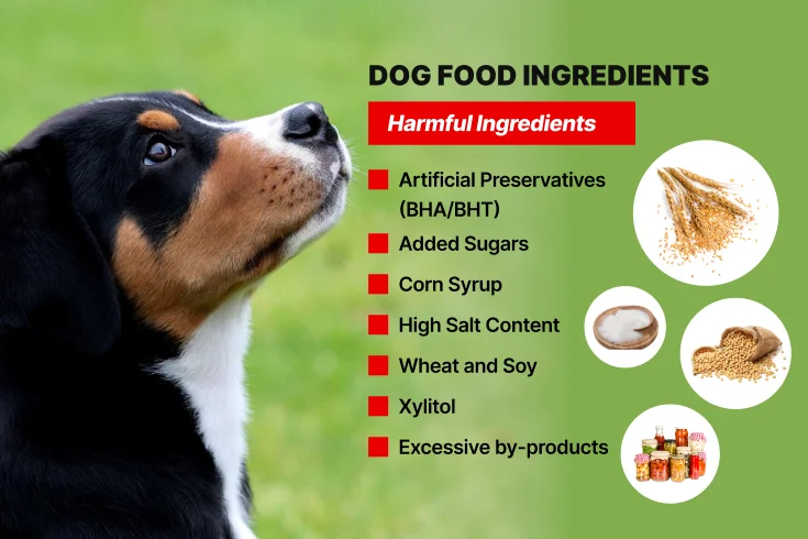 dog food brands to avoid​

