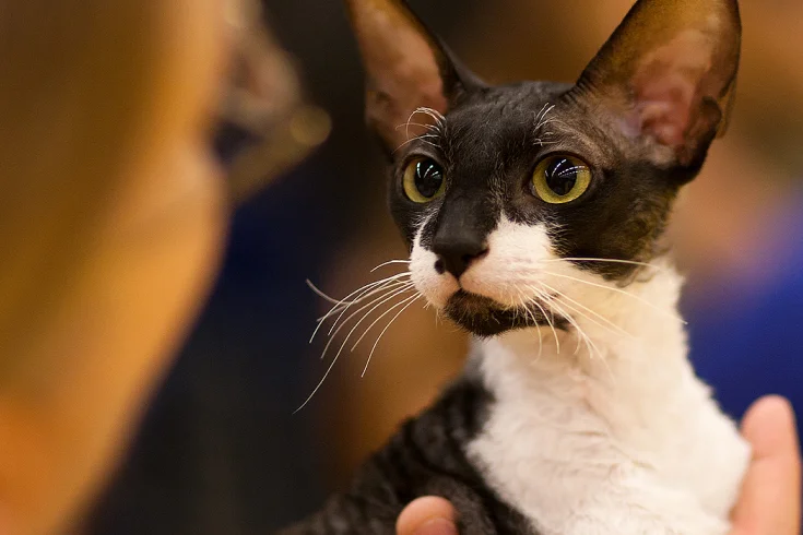 cornish rex grooming