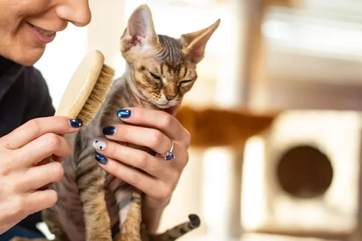 devon rex grooming