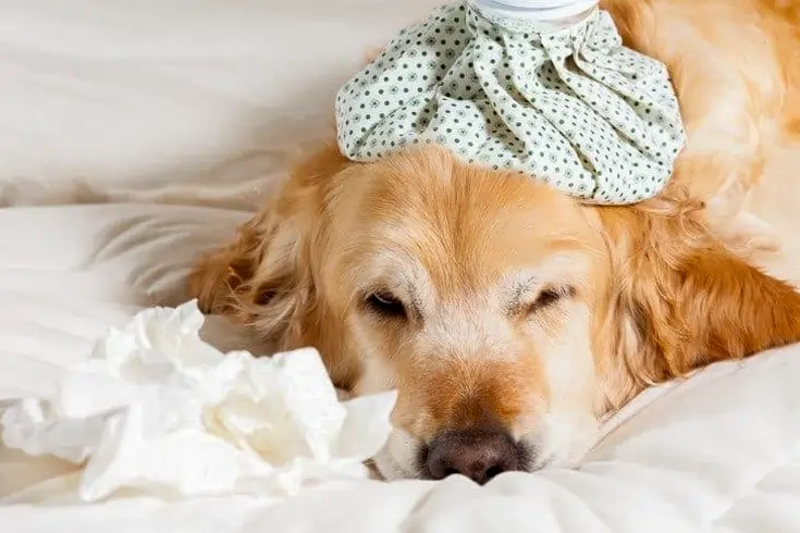 What To Do If Your Dog Eats Popcorn