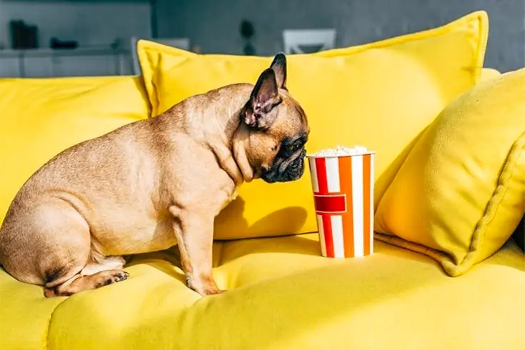 How To Safely Feed Popcorn to Your Dog