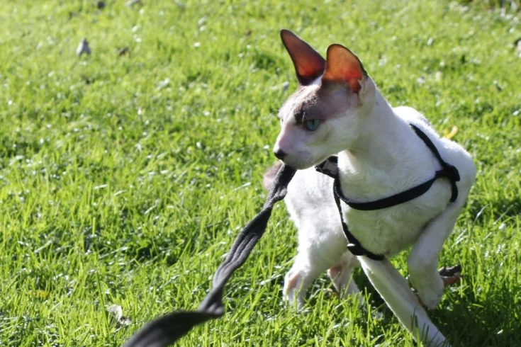 cornish rex training