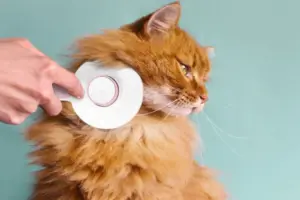 Best Cat Brush For Curly Hair Cats