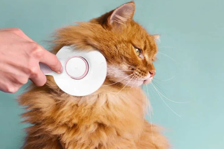 Best Cat Brush For Curly Hair Cats